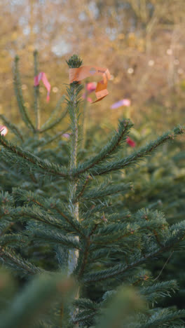 Vertikales-Video-Nahaufnahme-Von-Weihnachtsbäumen,-Die-Im-Gartencenter-Im-Freien-Verkauft-Werden